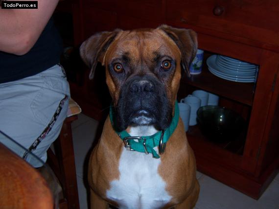 Foto del perro Toto