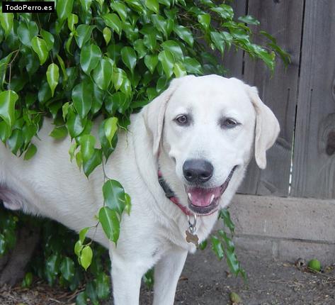 La foto del perro Rufo Foto del perro Rufo