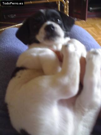 La foto del perro Rabito Foto del perro Rabito