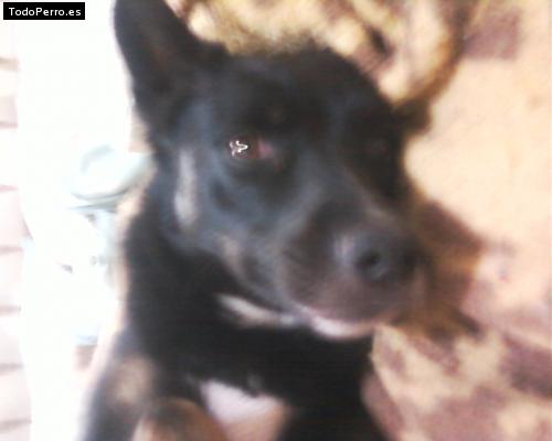 Foto del perro Jenifer