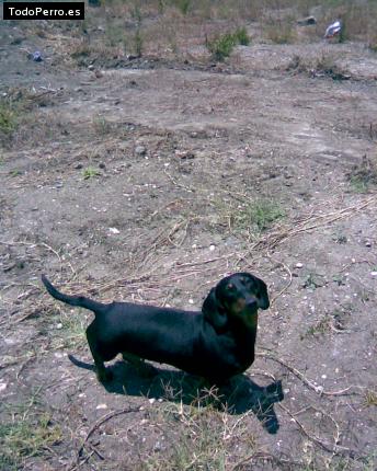 Foto del perro Tyna