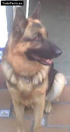 Foto del perro Wolf