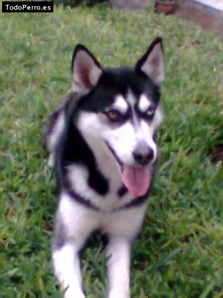 Foto del perro Niurka