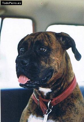 Foto del perro Chata