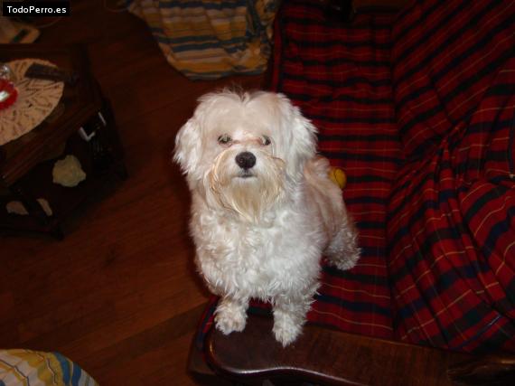 Foto del perro Coco