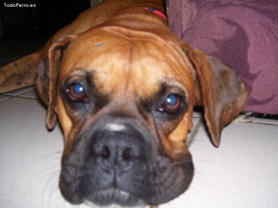 La foto del perro Kahlua Foto del perro Kahlua