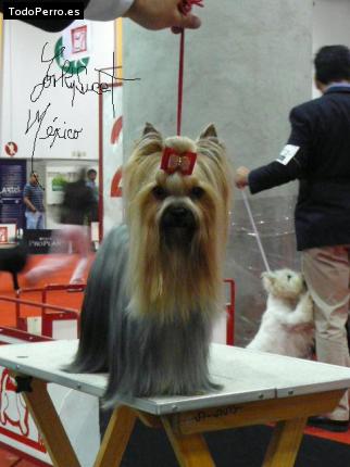 La foto del perro Polette Foto del perro Polette