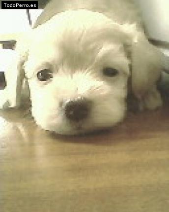 Foto del perro Samanta