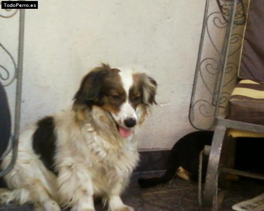 Foto del perro Wanda