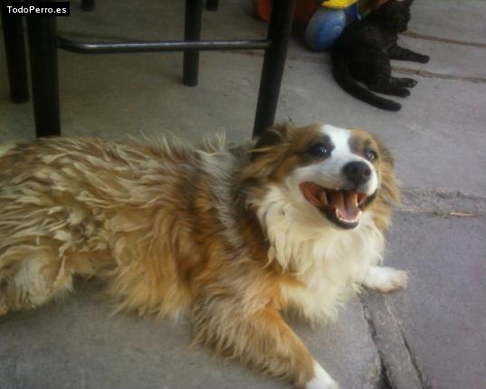 La foto del perro Luci Foto del perro Luci