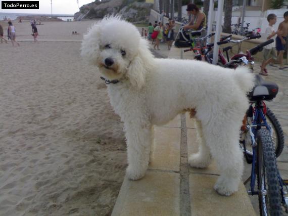 Foto del perro House