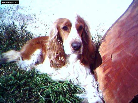 Foto del perro Rocky