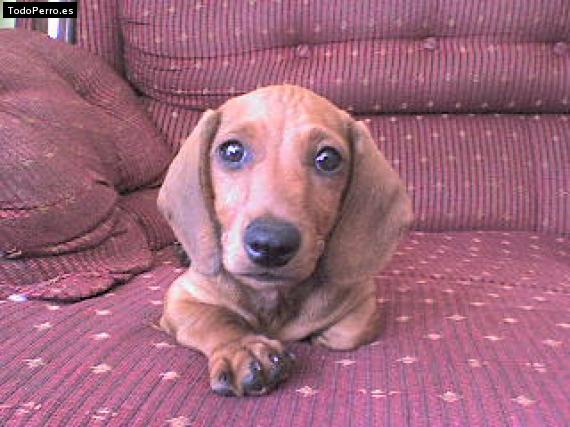 Foto del perro Slinky