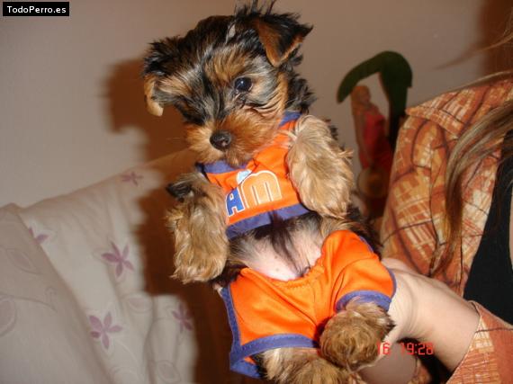 La foto del perro Klin Foto del perro Klin