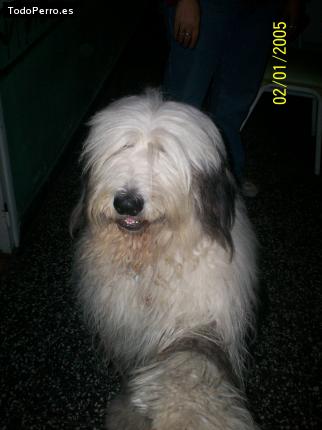 La foto del perro Wendy Foto del perro Wendy