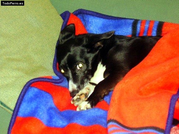Foto del perro Rocky