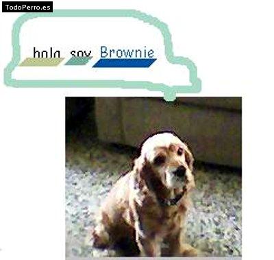 Foto del perro Brownie