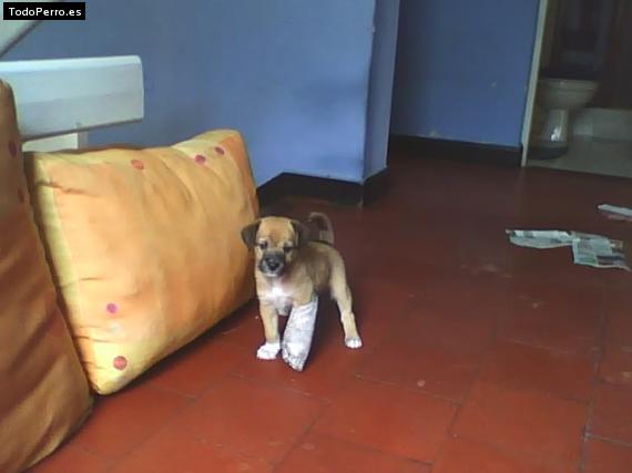 Foto del perro Rocco