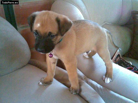 Foto del perro Tayson
