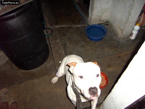 Foto del perro Randy