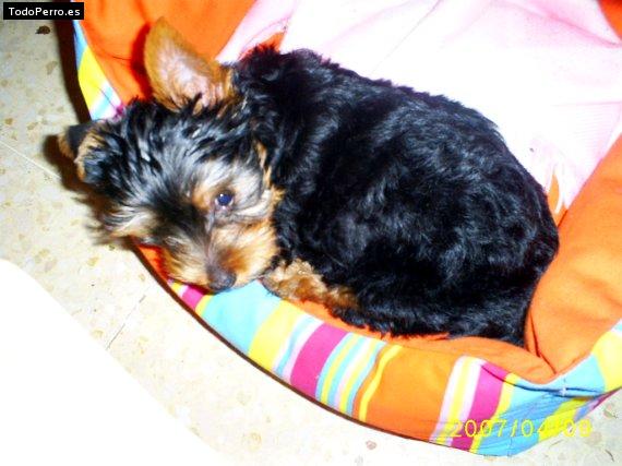 La foto del perro