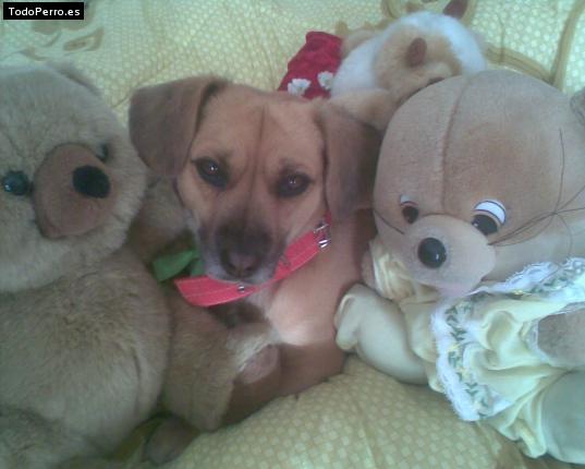 Foto del perro Coco