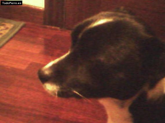 Foto del perro Rocky