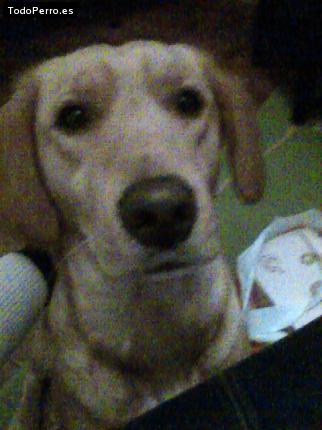 Foto del perro Happy