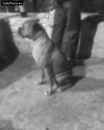 Foto del perro Camila