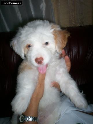 Foto del perro Rocky