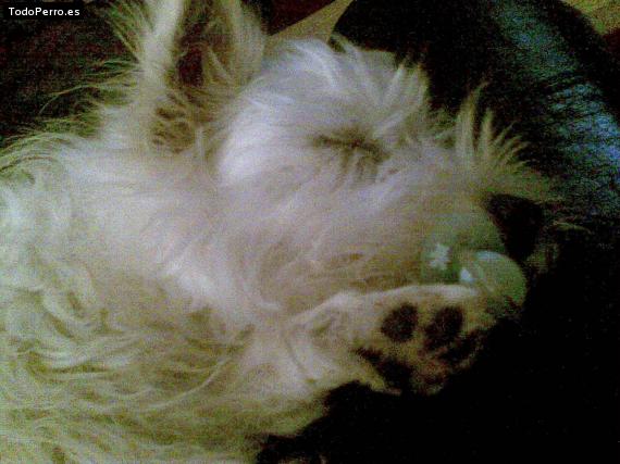 La foto del perro