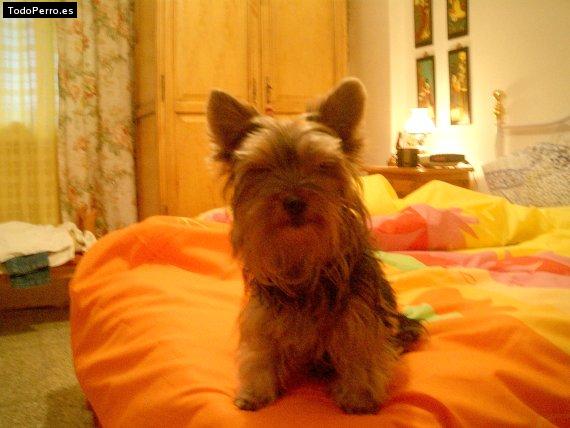 La foto del perro