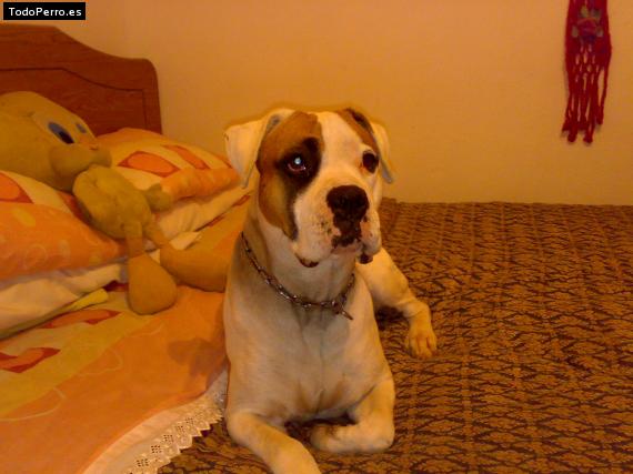 Foto del perro Teddy