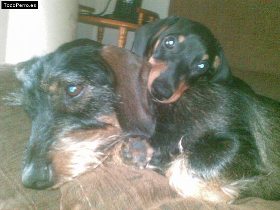 Foto del perro Shyva y mafy
