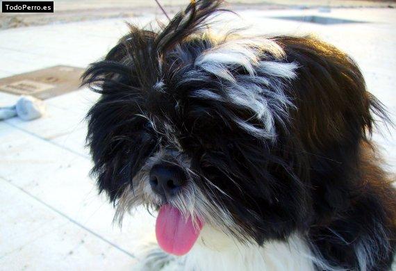 Foto del perro Whitney