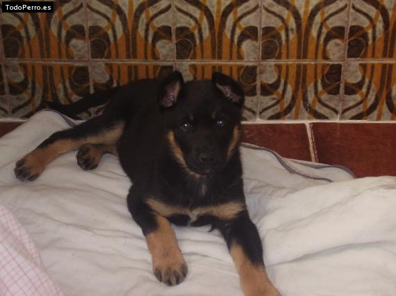 Foto del perro Rocco