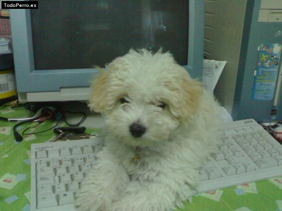 Foto del perro Cory