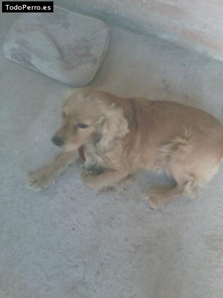 Foto del perro Homero