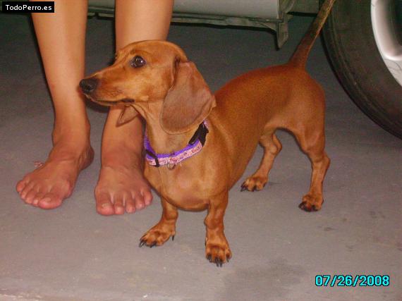 Foto del perro Caramelo