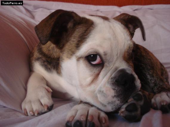 Foto del perro Reynna