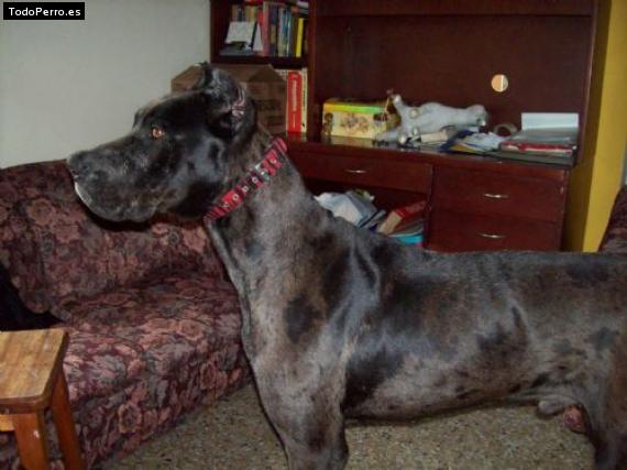 Foto del perro Rafo