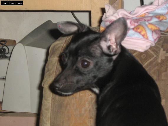 Foto del perro Cora