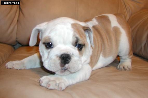 Foto del perro Suzy