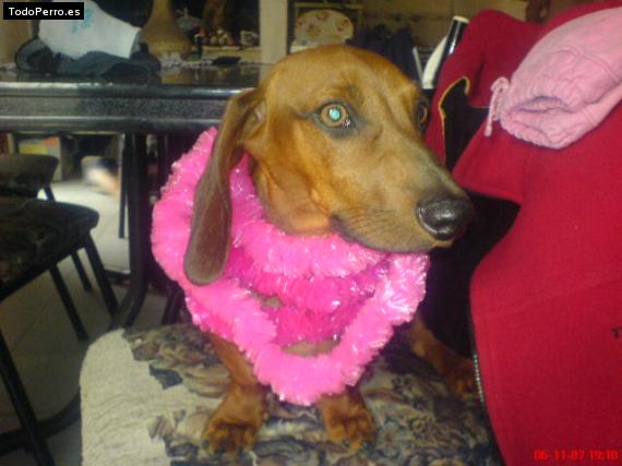 Foto del perro Jaime