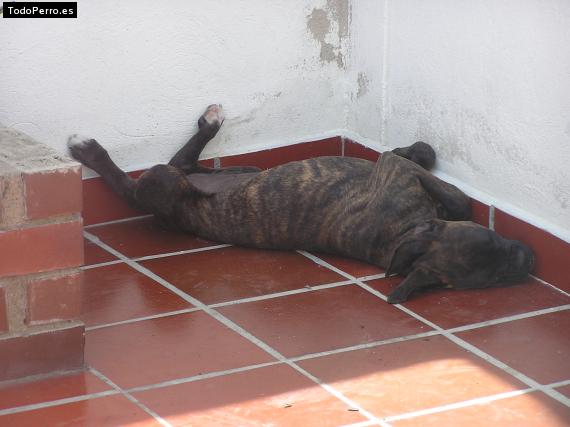 La foto del perro Maria Foto del perro Maria