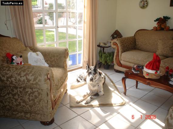 Foto del perro Cleo