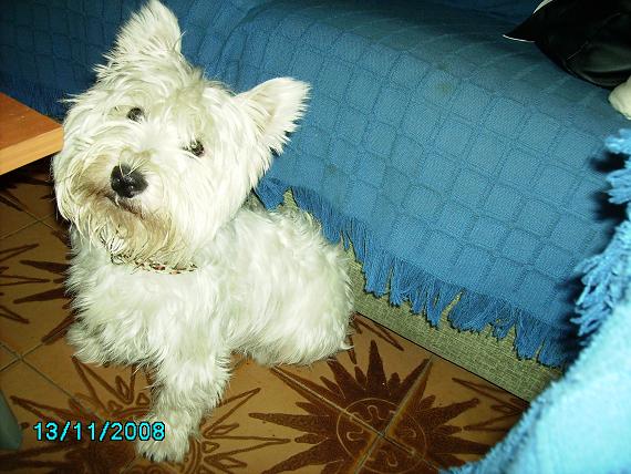 Foto del perro Tony