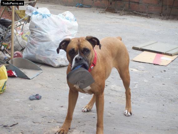 Foto del perro Monina