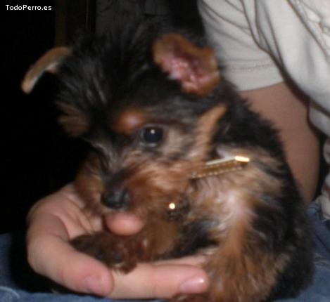 La foto del perro Kiwi Foto del perro Kiwi