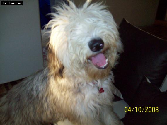 La foto del perro Hannah Foto del perro Hannah